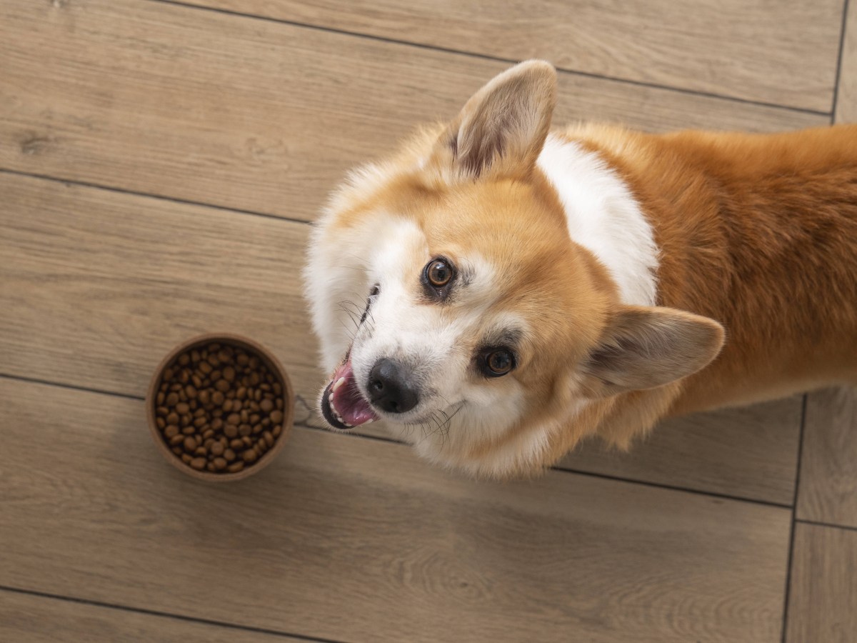 Hund mit Trockenfutter