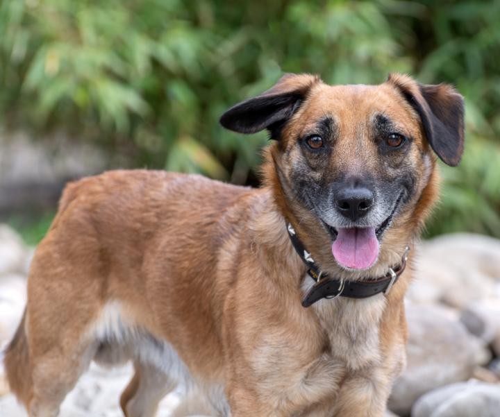 Das ist Hund „Nordy“ aus dem Tierheim Essen.