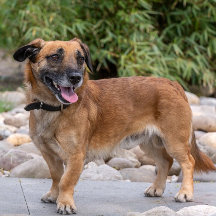 Sobald die Türen des Tierheims Essen wieder für Besucher öffnen, hat Hund Nordy Priorität. Das wünscht sich zumindest die Mitarbeiterin.