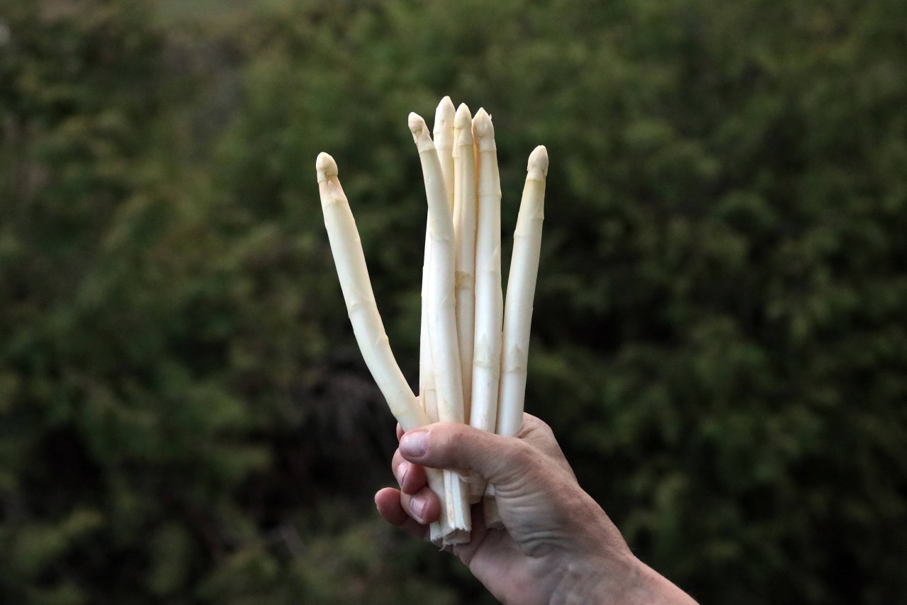 Rewe: Spargel im Winter? Das kann nicht sein! (Symbolbild)