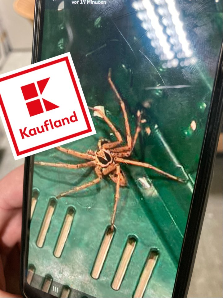 kaufland spinne.jpg