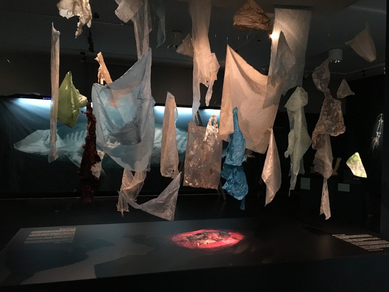 Das norwegische Universitätsmuseum in Bergen zeigt in einer Ausstellung große Mengen Plastik aus dem Magen eines Wals. Das sechs Meter lange Tier war im Januar an der norwegischen Westküste bei Sotra gestrandet und musste getötet werden. Im Magen des Tieres waren mehr als 30 Plastiktüten und andere Gegenstände aus Kunststoff. Der Darm hingegen war leer, der Wal war am Verhungern. Das Plastik hatte vermutlich einen Pfropfen im Magen gebildet. 