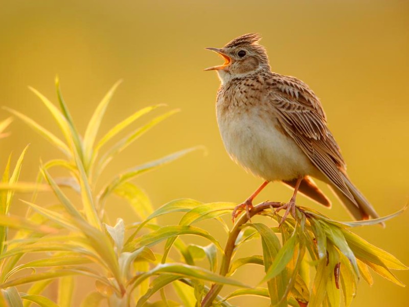 Naturfoto von Hermann Hirsch