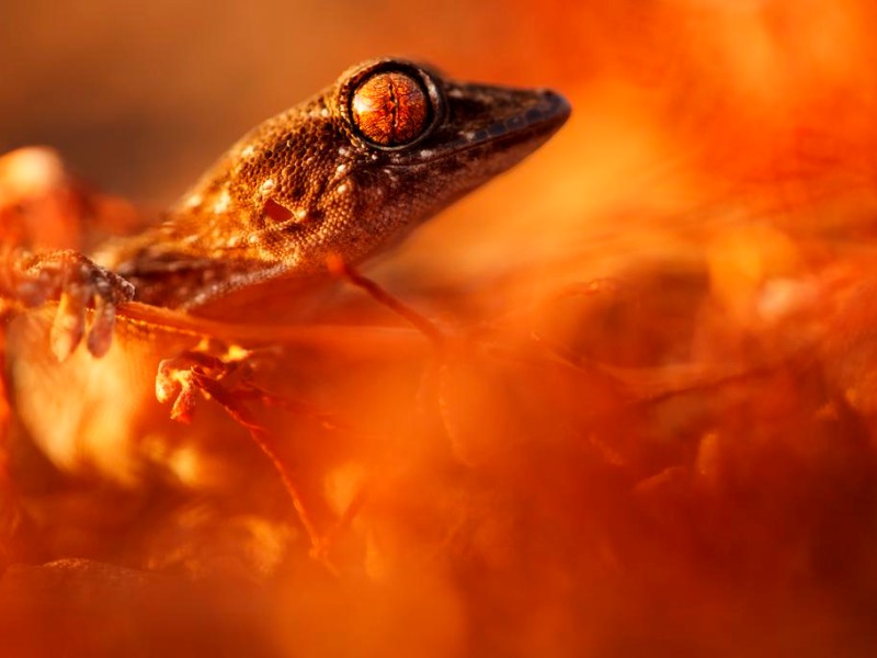 Naturfoto von Hermann Hirsch