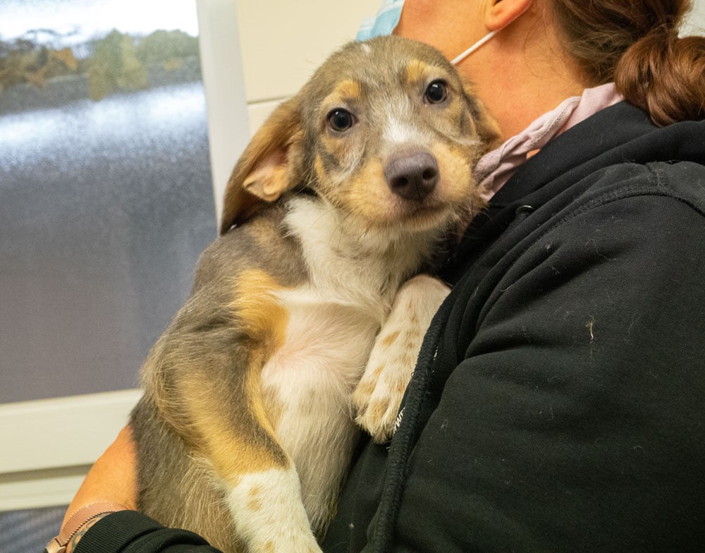 Das Tierheim Essen bittet wegen zahlreicher Hunde-Welpen in Quarantäne m Hilfe. 