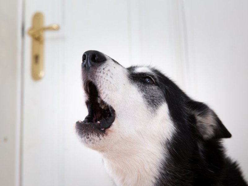 Hund.jpg