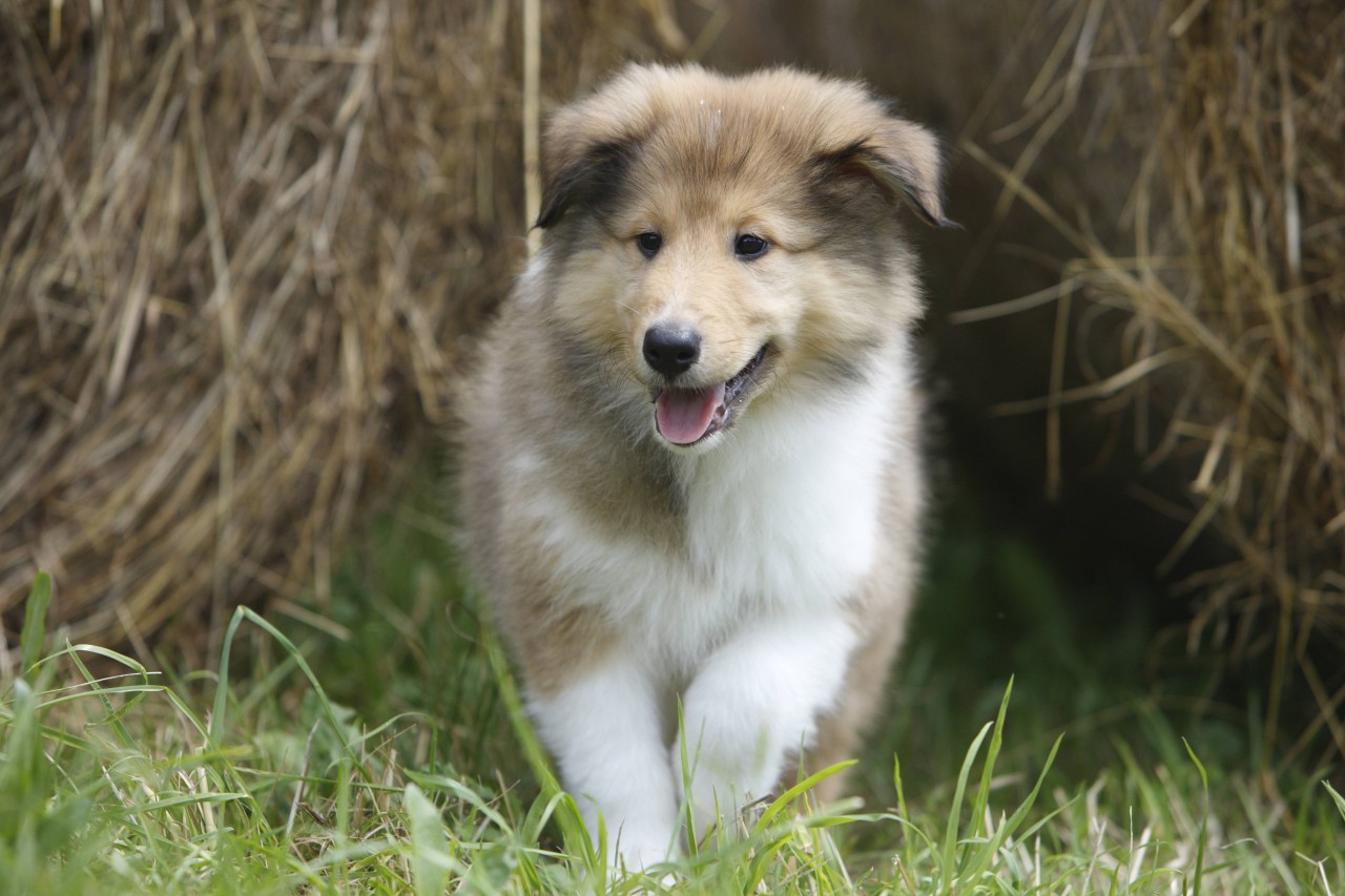 Hund in Ukraine: Ein Welpe musste unter Trümmern befreit werden (Symbolfoto).