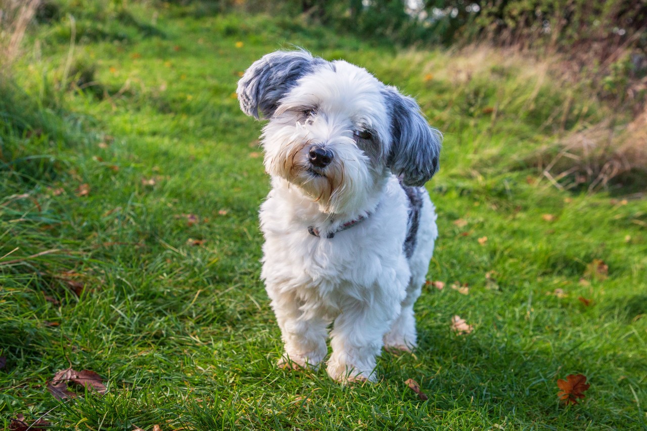 Hund: Die traumatische Erfahrung wird „Ralph“ vermutlich nie vergessen. (Symbolbild)