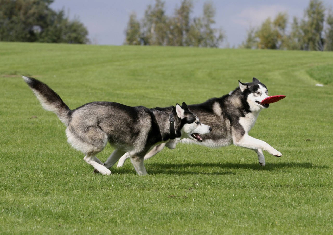 Hund in Dortmund: Zwei Huskys wurden an einer Autobahn gefunden (Symbolfoto).