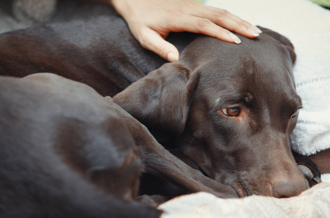 Ein Hund in NRW wurde Opfer eines anderen Vierbeiners. (Symbolbild) 