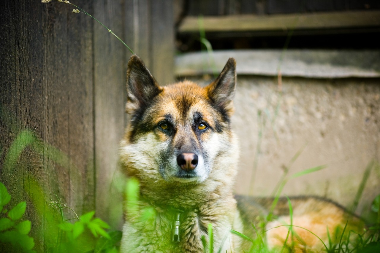 Hund in Oberhausen: Ein Weg im Sterkrader Wald lässt Besitzer stutzig werden (Symbolfoto).