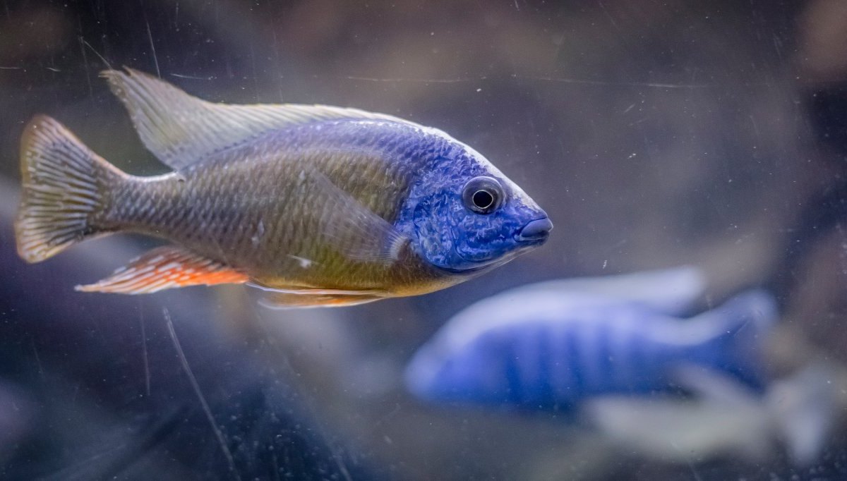 TT-Aquarium-3.jpg
