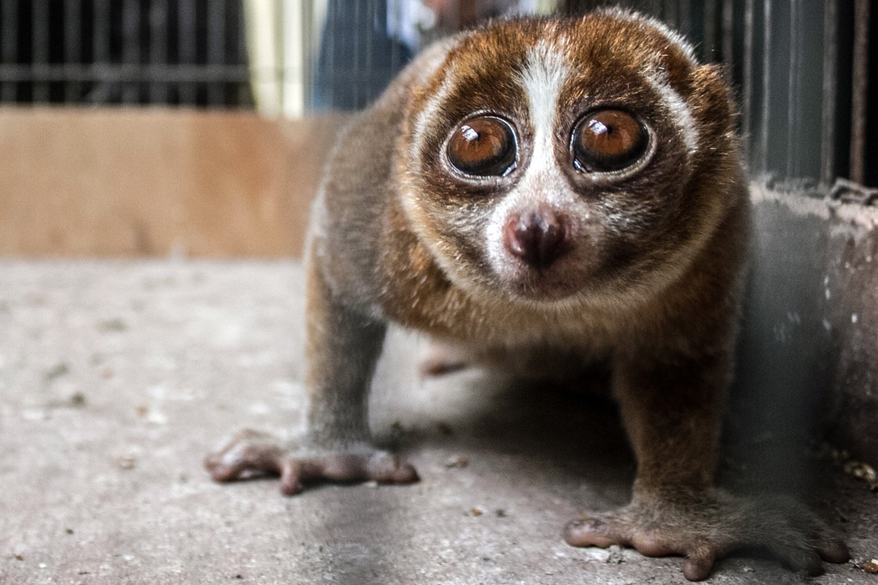 Der Zoo Dortmund berichtet vom traurigen Schicksal eines Plumploris. (Symbolbild)