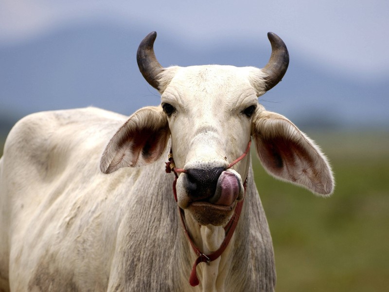 Ebenso im August 2017: Ein Zebu-Rind setzte sich nach dem Zusammenstoß mit einem Auto auf dessen Motorhaube – und hinterließ einen Fladen. Das Rind blieb bei dem Unfall unbeschadet, das Auto nicht. Es entstand ein Schaden von 2000 Euro.