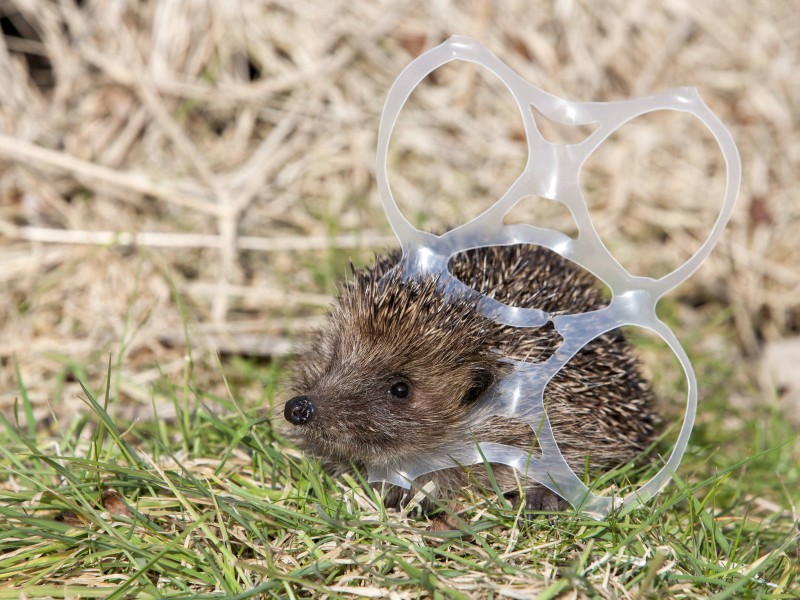 Dieser Igel kämpft mit einem Plastikring, in dem Getränkedosen transportiert werden können. Bis zu 250 Millionen Tonnen Plastik werden jährlich weltweit hergestellt. Viel davon landet in der Umwelt. Mit fatalen Folgen.