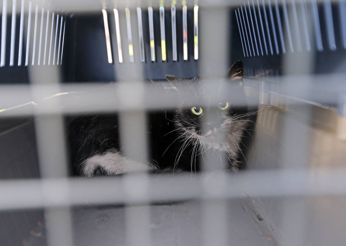 katze-tierarzt-china.jpg