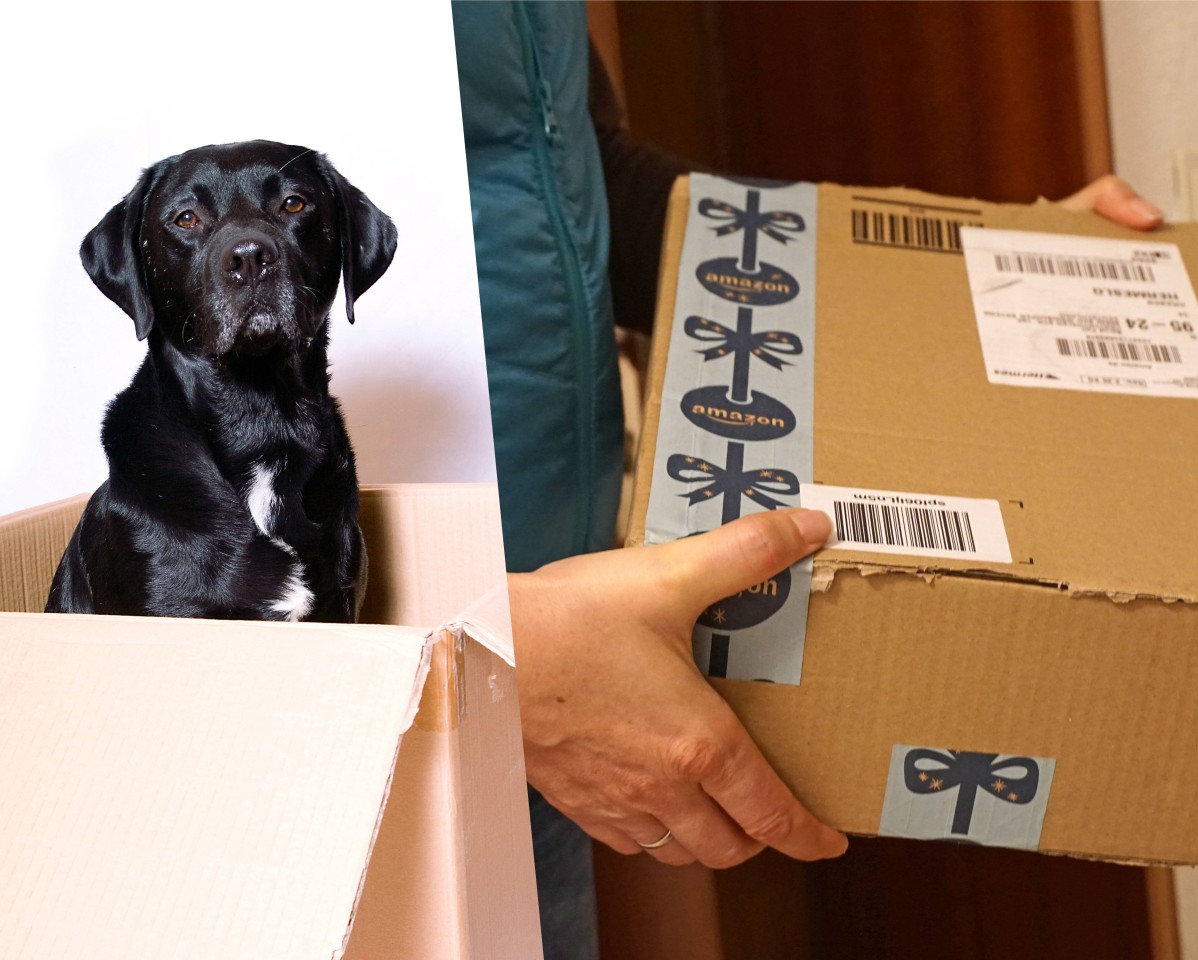 Ein kleiner Labrador-Welpe zerlegte das Paket eines Nachbarn. Was er darin fand, erstaunte alle.