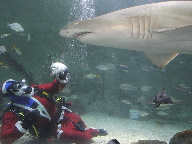 Haifütterung im SEA LIFE bei Sydney.