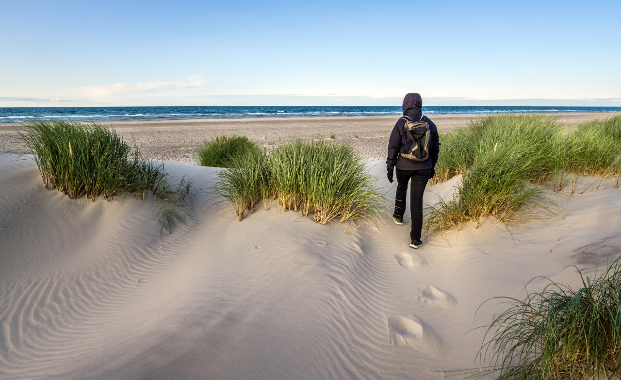 Urlaub an der Nordsee: An der Küste breitet sich eine Plage aus – Tierschützer schlagen Alarm. (Symbolbild)