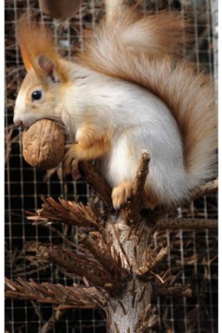Ein Sibirisches Eichhörnchen .
Foto: ddp Ein Sibirisches Eichhörnchen .
Foto: ddp