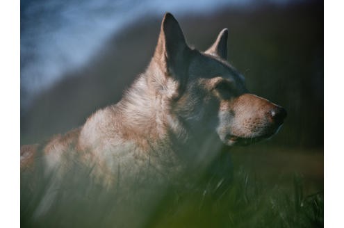 Saarloos-Wolfshund Aslan: Er ist der...