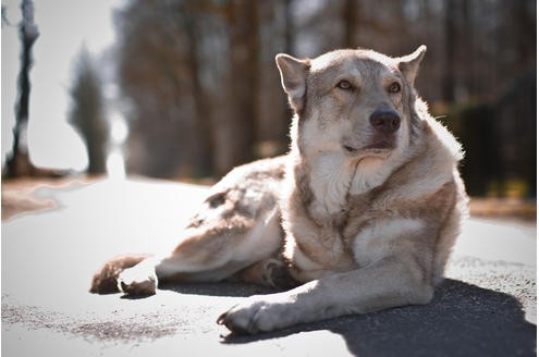 Wolfshund Aslan.
