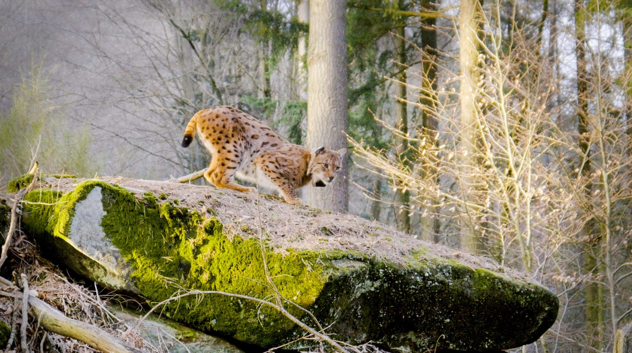 Die ARD-Doku „Erlebnis Erde: Tierische Heimkehrer“ entfällt am 17. Januar.