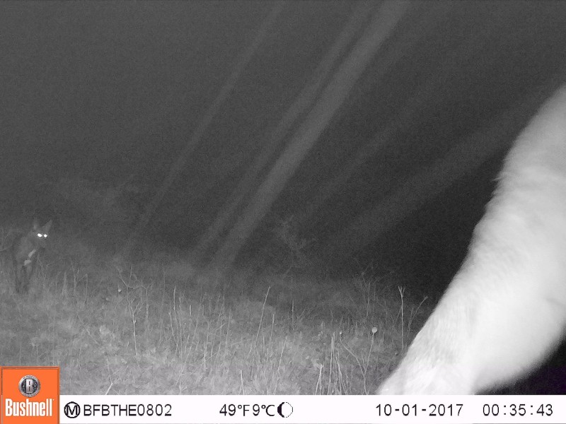 Im thüringischen Ohrdruf hat sich eine Wölfin mit einem Haushund gepaart. Das Ergebnis sind sechs Welpen.