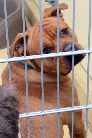 Für einige Hunde war der Sonntag ganz schön aufregend. 