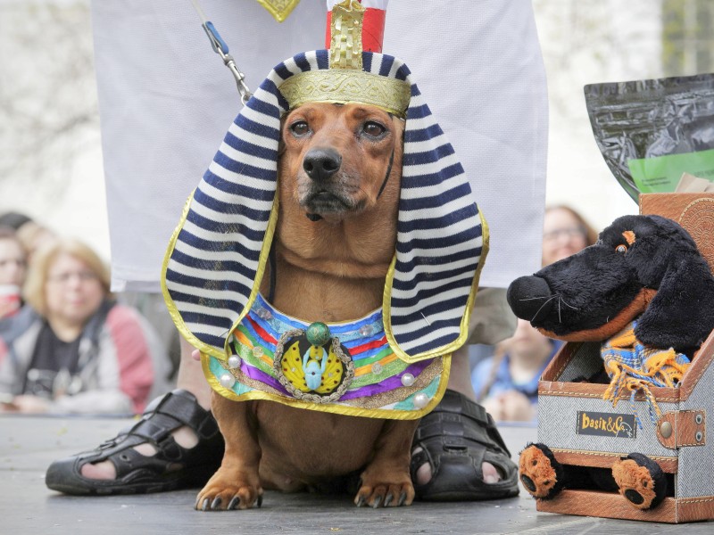 Ein Pharao neben dem Kaiser von China und einem Rabbi: Mehr als 100 kostümierte Dackel standen bei einer jährlich stattfindenden Parade im russischen St. Petersburg im Rampenlicht.