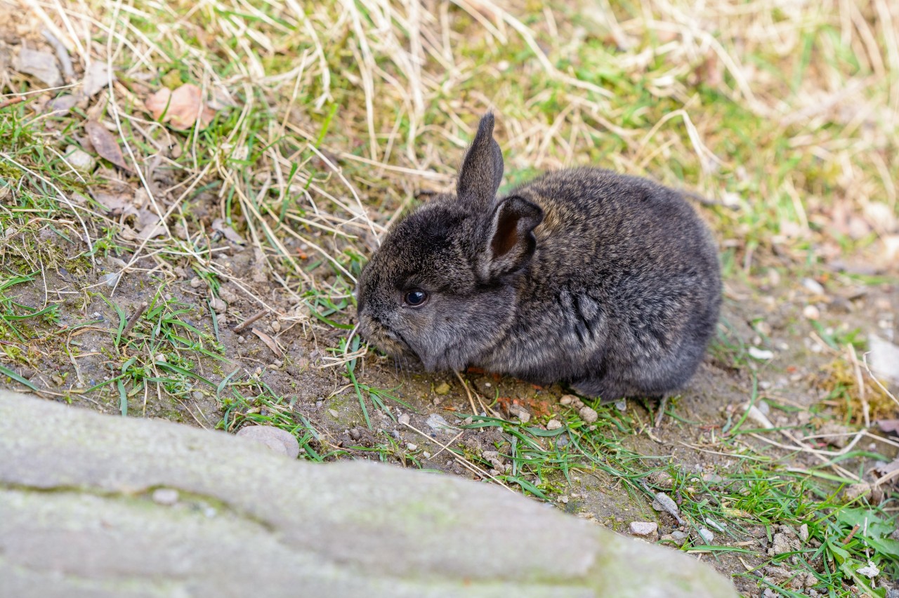 Zoo Duisburg: Die Meißner Widder haben Nachwuchs. 