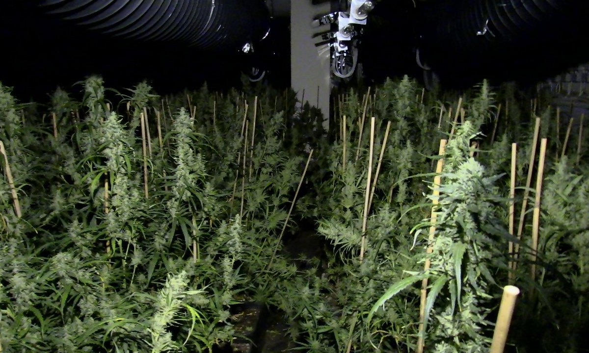 20170913_Cannabisplantage_Essen_ANC-NEWS-03.JPG