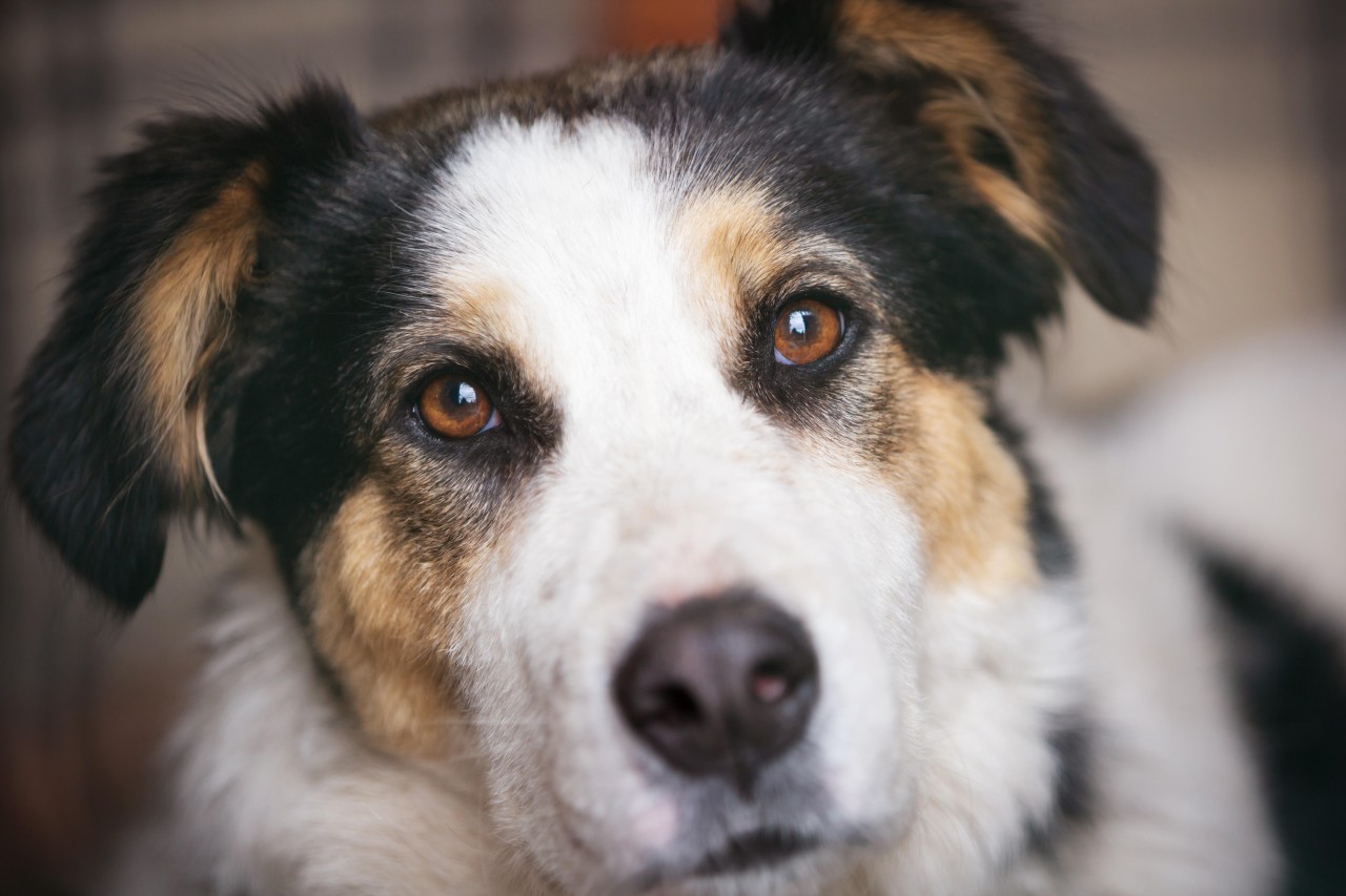 Hund Jerry wurden zu Unrecht Blähungen nachgesagt. (Symbolbild)