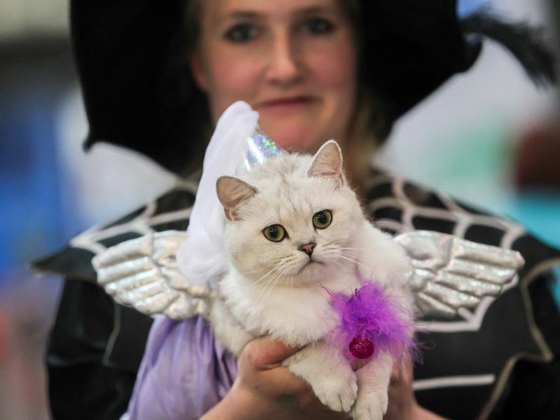 Manche Besucher halfen beim Gesamteindruck ihres Tiere mit einigen Accessoires nach.