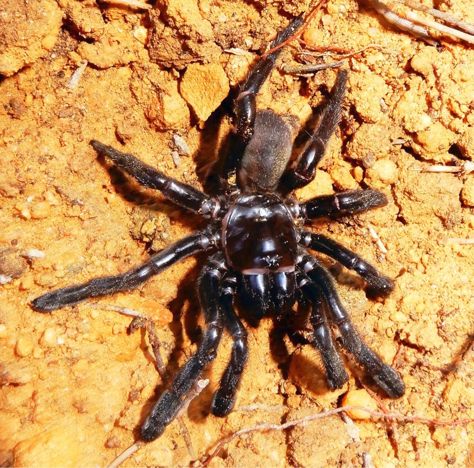 â€žNummer 16â€œ starb mit 43 Jahren â€“ in der Regel Ã¼berleben die Tiere nur fÃ¼nf bis hÃ¶chstens 20 Jahre.