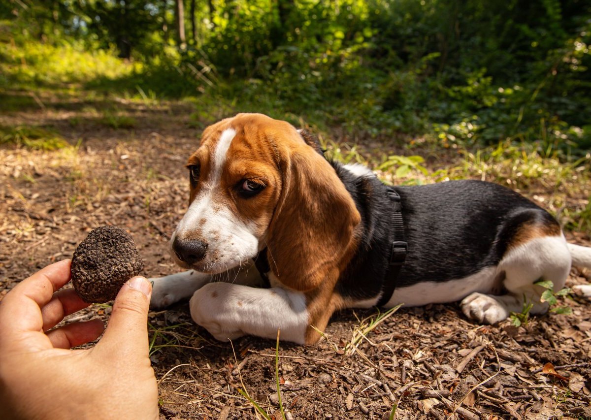 Beagle.jpg