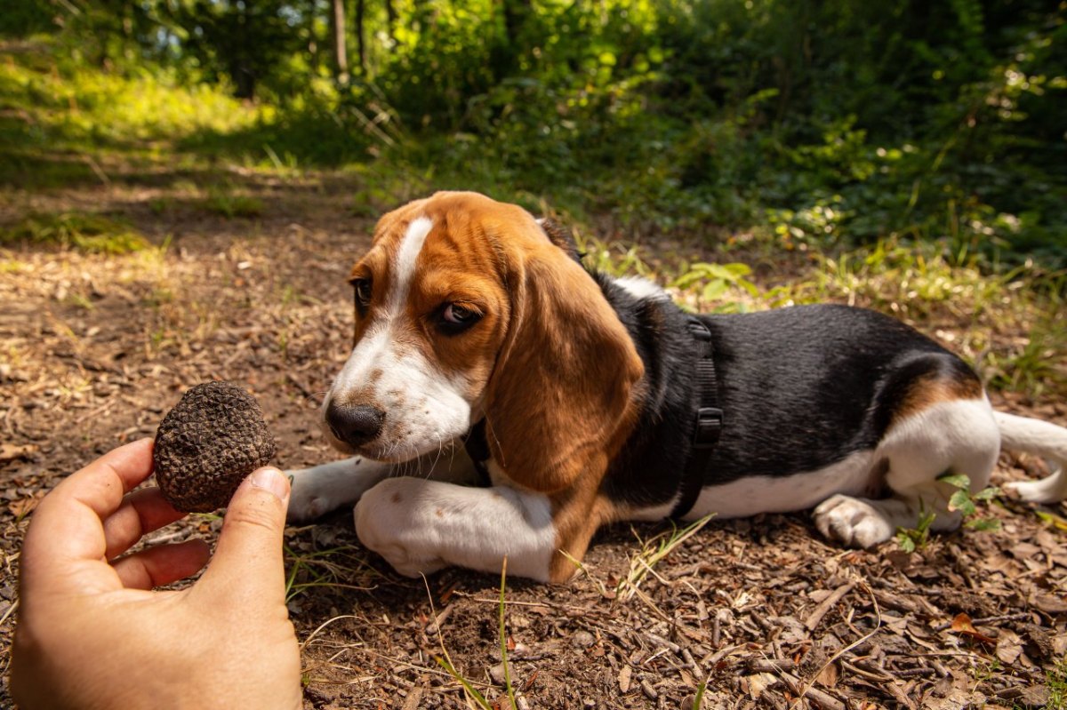 Beagle.jpg