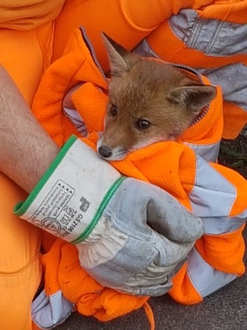 Zu seinem Glück waren Mitarbeiter vom Umweltservice Bochum vor Ort und konnten den kleinen Fuchs rechtzeitig retten.