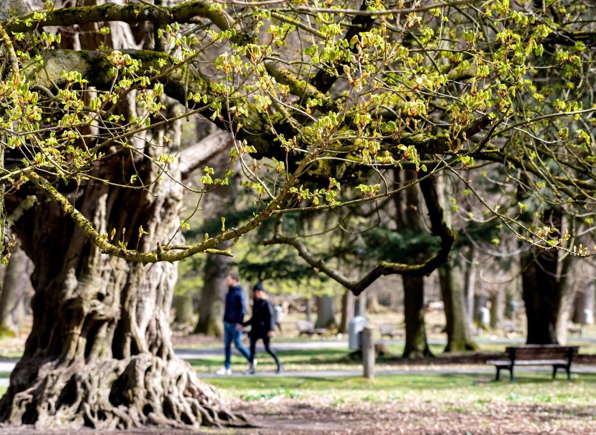 Bochum Park.jpg