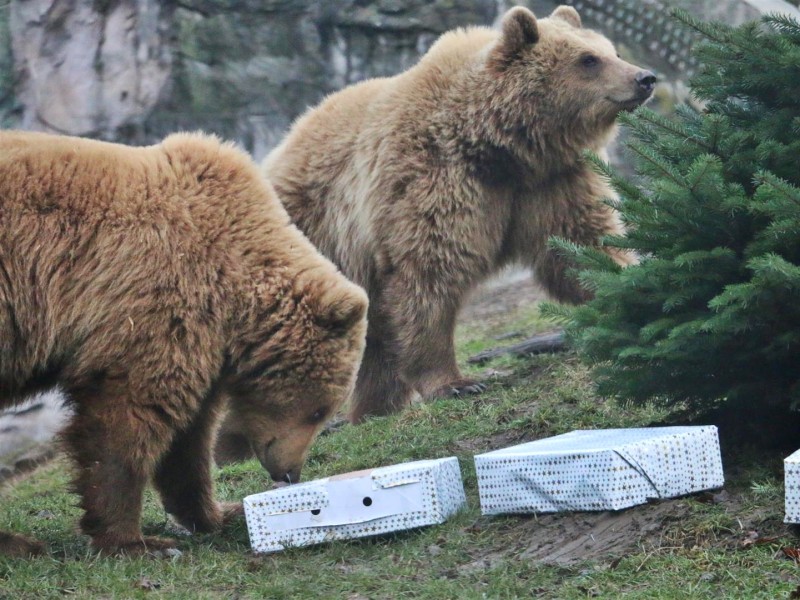 Die Braunbärinnen bekamen verpackte Geschenke.