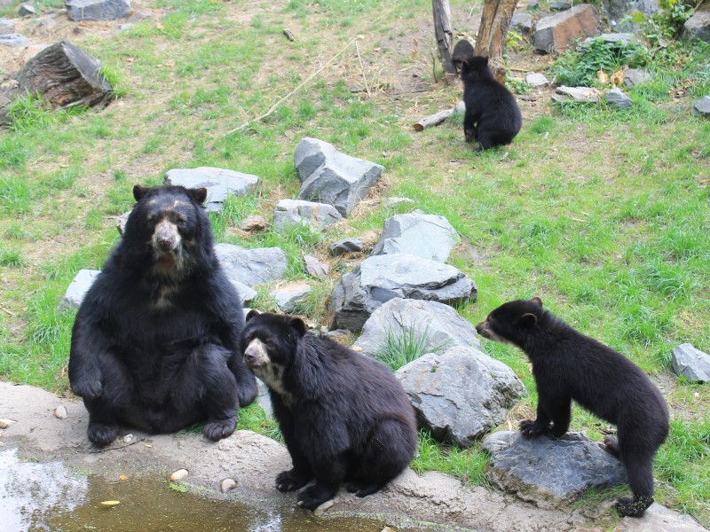 Jetzt lebt die vierköpfige Brillenbär-Familie erstmals zusammen auf dem Gelände des Duisburger Zoos. 