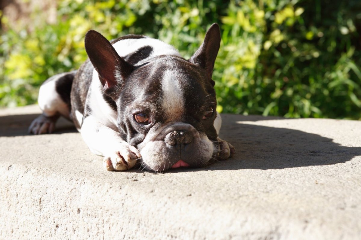 Bulldogge Hund.jpg