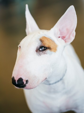 Die Reaktionen auf die Einschläferung des Hundes waren heftig. (Symbolfoto)