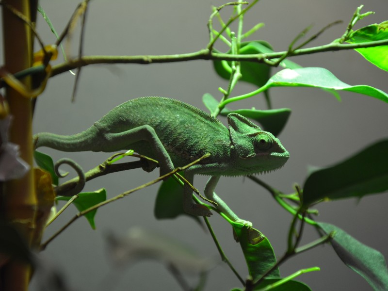 Ein Chamäleon im Zoo Zajac.