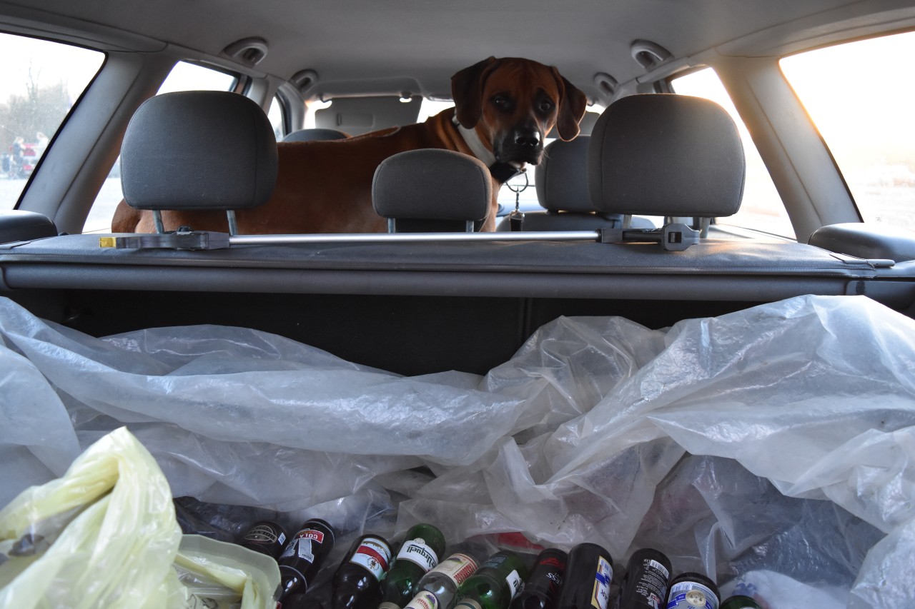 Rhodesian Ridgeback Dark im Pfandlager.