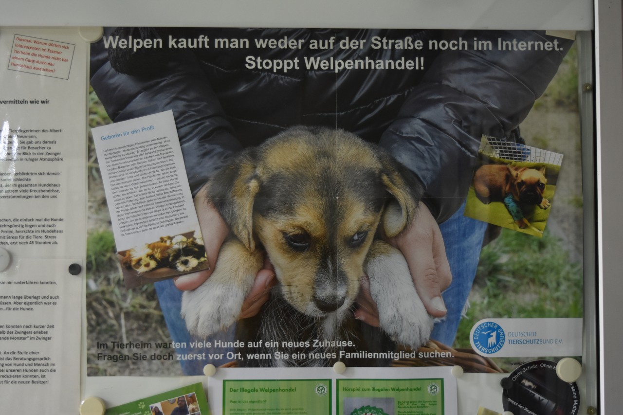 Das Tierheim Essen appelliert: Gib illegalem Welpenhandel keine Chance! 