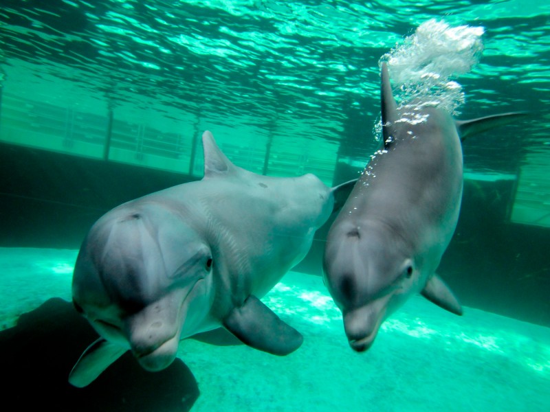 Seit Mitte März schwimmen die im Spätsommer 2011 geborenen Jungdelfine Dörte, Diego und Darwin gemeinsam mit ihren sechs Artgenossen durch das Mehrbeckensystem im Delfinarium des Duisburger Zoos.