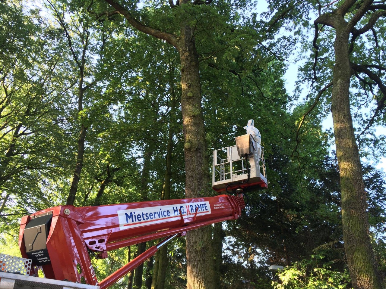 Mitarbeiter der Stadt Gelsenkirchen rücken aus, um die Nester zu entfernen. 