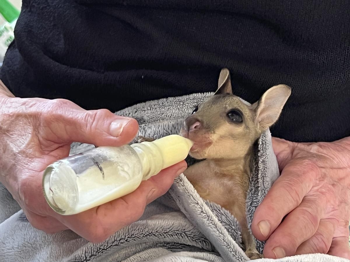 Ein Flinkwallaby bekommt das Fläschchen. 