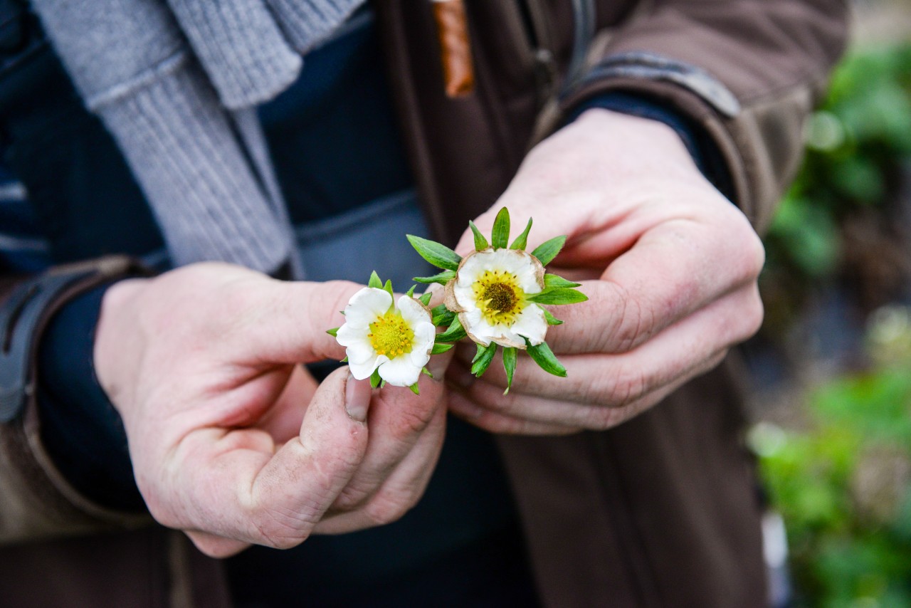 Der Unterschied zwischen einer gesunden (li.) und einer abgestorbenen Blüte (re.).